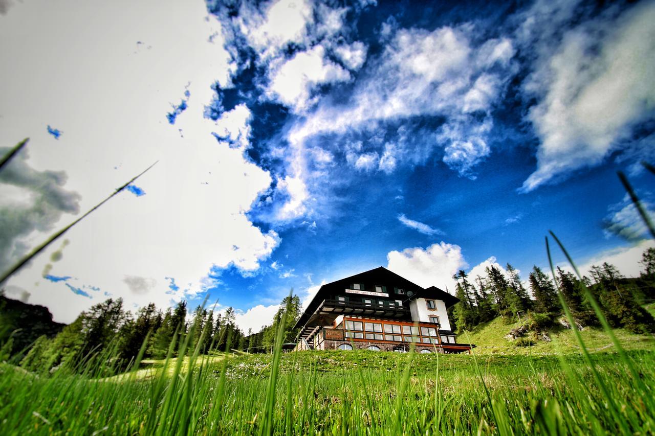 Alpen Arnika Tauplitzalm