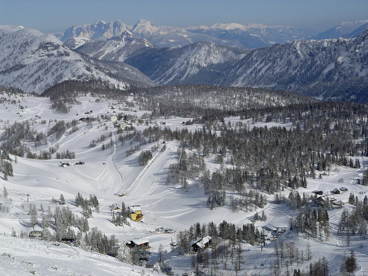 Alpen Arnika Tauplitzalm