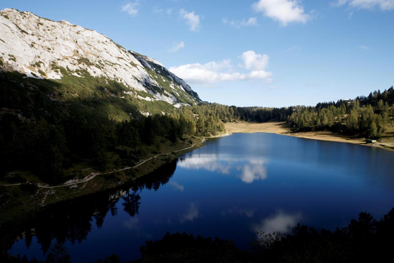 Alpen Arnika
