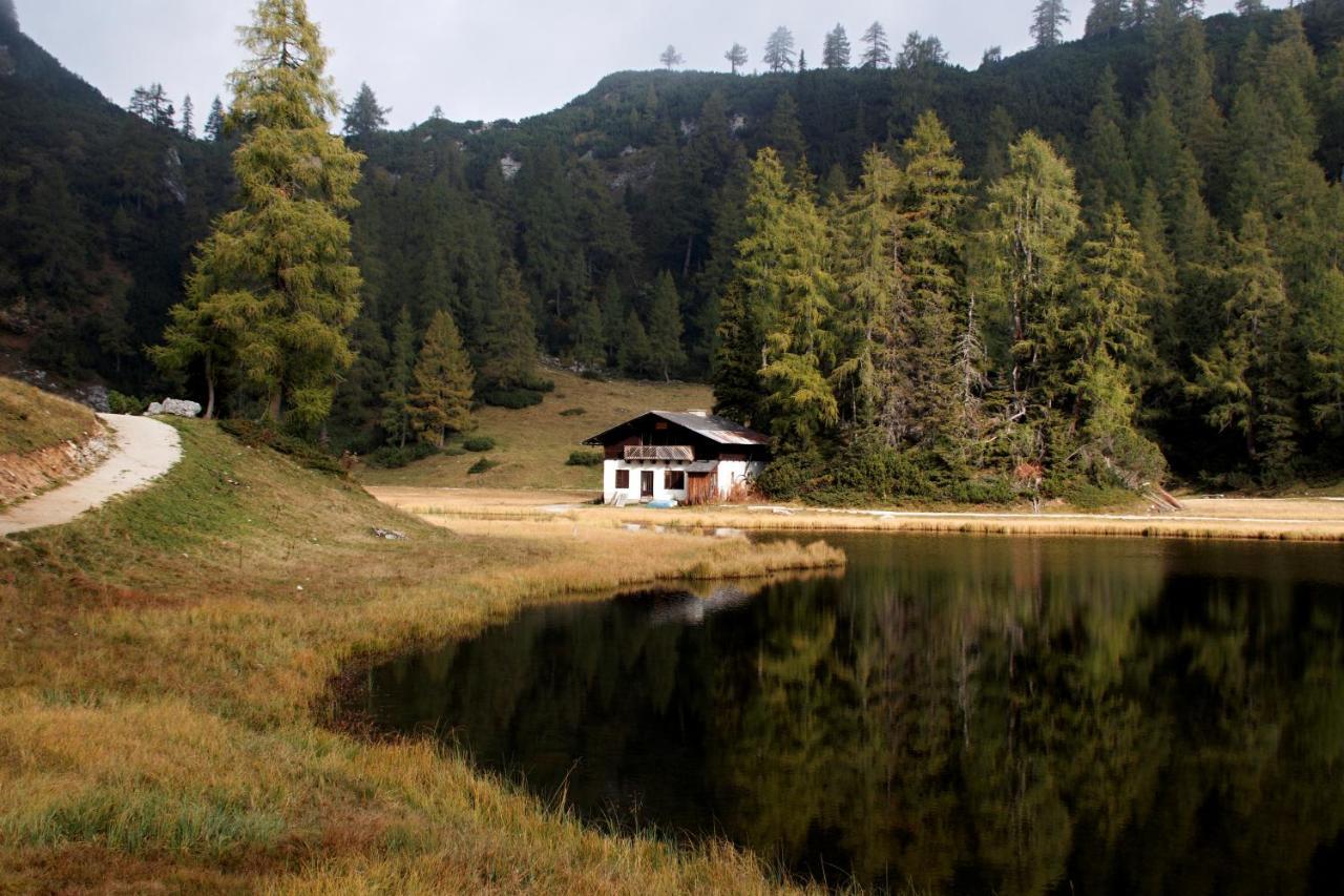 Alpen Arnika Tauplitzalm